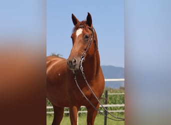 American Quarter Horse, Klacz, 13 lat, 150 cm, Kasztanowata