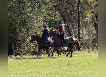 American Quarter Horse, Klacz, 13 lat, 150 cm, Kasztanowata