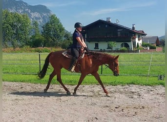 American Quarter Horse, Klacz, 13 lat, 150 cm, Kasztanowata