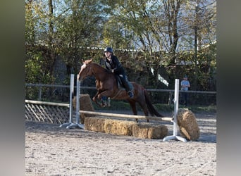 American Quarter Horse, Klacz, 13 lat, 150 cm, Kasztanowata