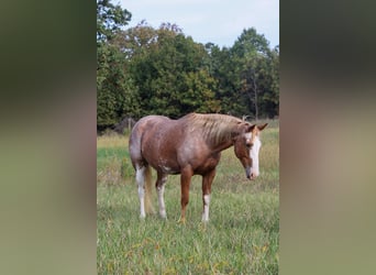 American Quarter Horse Mix, Klacz, 13 lat, 150 cm, Kasztanowatodereszowata
