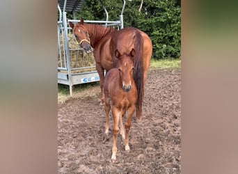 American Quarter Horse, Klacz, 13 lat, 151 cm, Ciemnokasztanowata