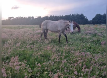 American Quarter Horse, Klacz, 13 lat, 151 cm, Jelenia