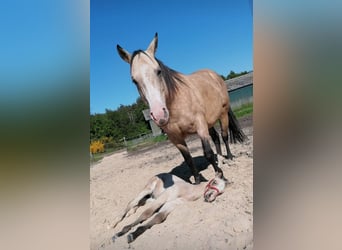 American Quarter Horse, Klacz, 13 lat, 151 cm, Jelenia