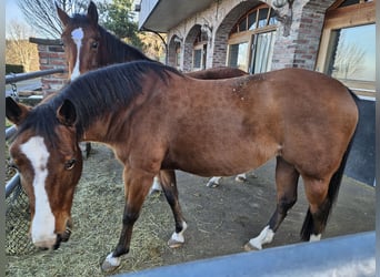 American Quarter Horse, Klacz, 13 lat, 152 cm, Gniada