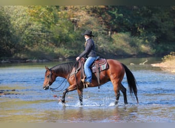American Quarter Horse, Klacz, 13 lat, 152 cm, Gniada