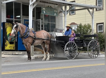 American Quarter Horse Mix, Klacz, 13 lat, 152 cm, Kasztanowatodereszowata