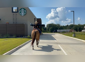 American Quarter Horse, Klacz, 13 lat, 155 cm, Bułana