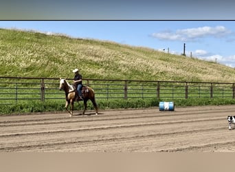 American Quarter Horse, Klacz, 13 lat, 157 cm, Izabelowata