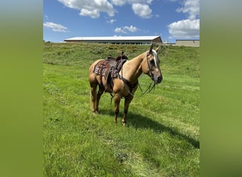 American Quarter Horse, Klacz, 13 lat, 157 cm, Izabelowata