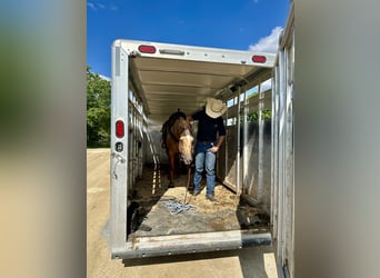 American Quarter Horse, Klacz, 13 lat, 157 cm, Izabelowata