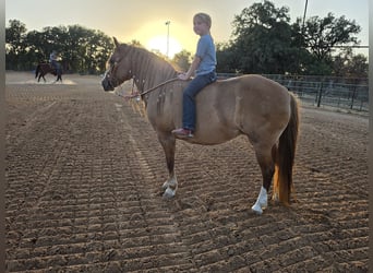 American Quarter Horse Mix, Klacz, 13 lat, Cisawa