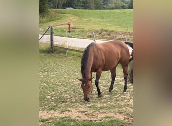 American Quarter Horse, Klacz, 13 lat, Gniada