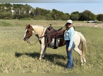 American Quarter Horse, Klacz, 13 lat, Tobiano wszelkich maści