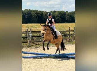American Quarter Horse Mix, Klacz, 14 lat, 135 cm, Bułana