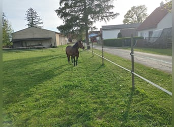 American Quarter Horse, Klacz, 14 lat, 145 cm, Ciemnogniada