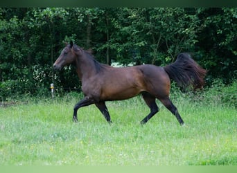 American Quarter Horse, Klacz, 14 lat, 148 cm, Gniada