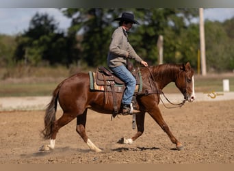 American Quarter Horse, Klacz, 14 lat, 150 cm, Cisawa