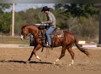 American Quarter Horse, Klacz, 14 lat, 150 cm, Cisawa