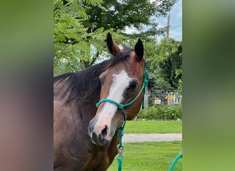 American Quarter Horse, Klacz, 14 lat, 152 cm, Gniada