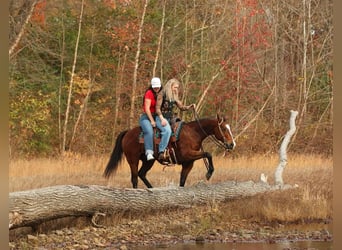 American Quarter Horse, Klacz, 14 lat, 152 cm, Gniada