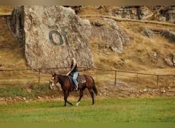 American Quarter Horse, Klacz, 14 lat, 152 cm, Gniada
