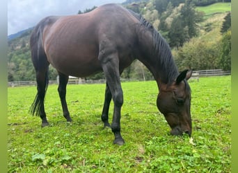 American Quarter Horse, Klacz, 14 lat, 153 cm