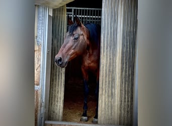 American Quarter Horse, Klacz, 14 lat, 153 cm