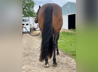 American Quarter Horse, Klacz, 14 lat, 155 cm, Gniada