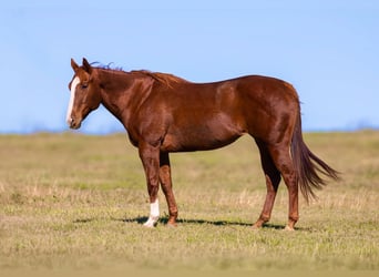 American Quarter Horse, Klacz, 14 lat, Ciemnokasztanowata