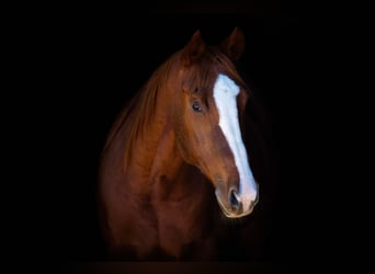 American Quarter Horse, Klacz, 14 lat, Ciemnokasztanowata