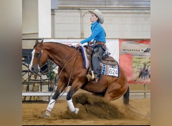 American Quarter Horse, Klacz, 14 lat, Gniada