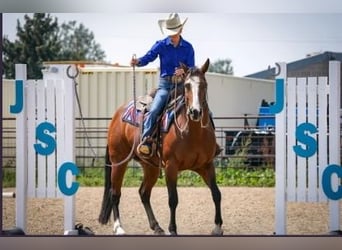 American Quarter Horse, Klacz, 14 lat, Gniada