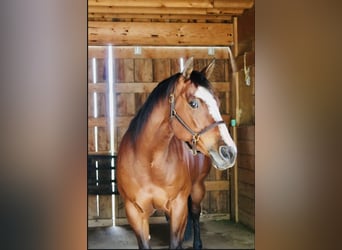 American Quarter Horse, Klacz, 14 lat, Gniada