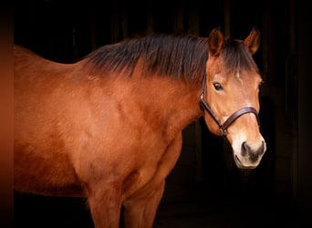 American Quarter Horse, Klacz, 14 lat, Gniada