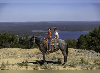 American Quarter Horse, Klacz, 14 lat, Karodereszowata
