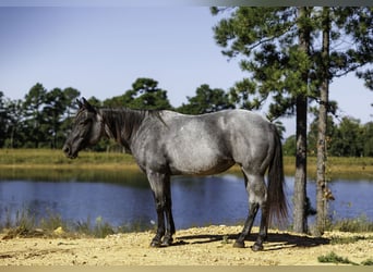American Quarter Horse, Klacz, 14 lat, Karodereszowata
