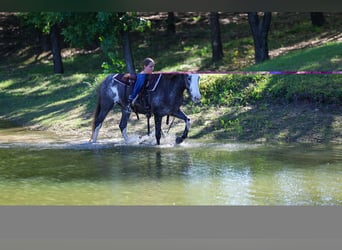 American Quarter Horse, Klacz, 15 lat, 142 cm, Srokata