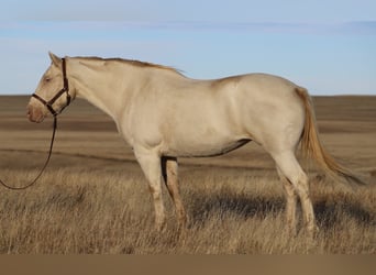 American Quarter Horse, Klacz, 15 lat, 147 cm, Cremello