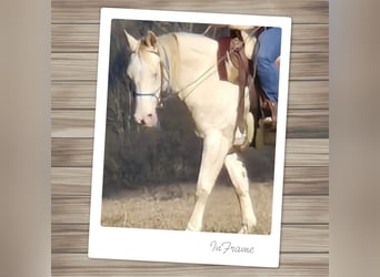 American Quarter Horse, Klacz, 15 lat, 150 cm, Perlino