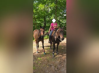 American Quarter Horse, Klacz, 15 lat, 151 cm, Gniada