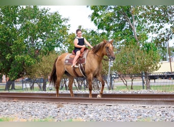 American Quarter Horse, Klacz, 15 lat, 152 cm, Bułana