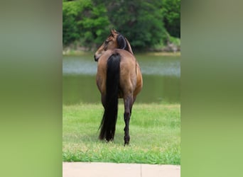 American Quarter Horse, Klacz, 15 lat, 152 cm, Gniada