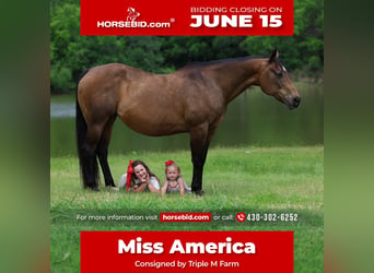 American Quarter Horse, Klacz, 15 lat, 152 cm, Gniada