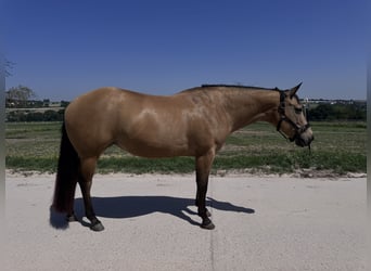 American Quarter Horse, Klacz, 15 lat, 152 cm, Jelenia