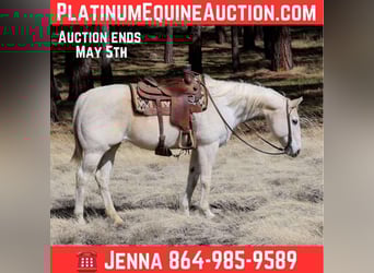American Quarter Horse, Klacz, 15 lat, 152 cm, Siwa