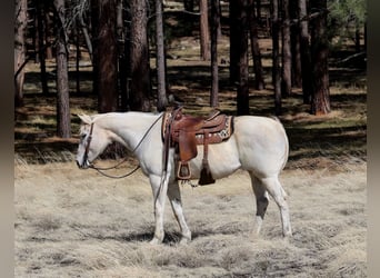 American Quarter Horse, Klacz, 15 lat, 152 cm, Siwa