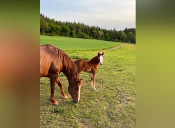 American Quarter Horse, Klacz, 15 lat, 153 cm, Ciemnokasztanowata