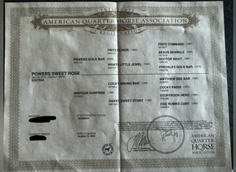 American Quarter Horse, Klacz, 15 lat, 153 cm, Ciemnokasztanowata