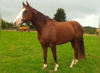American Quarter Horse, Klacz, 15 lat, 153 cm, Ciemnokasztanowata